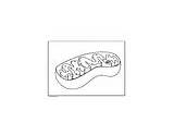 Mitochondria Diagram Coloring Cell Reading Previous Next sketch template