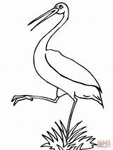 Stork Coloring Pages Storks Printable Designlooter Library Clipart 18kb 1600px 1200 sketch template