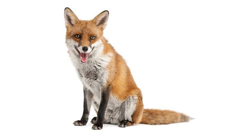 How To Deter Foxes From Your Garden Experience The Natural Beauty Of