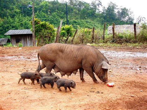 pig family   photo  freeimages