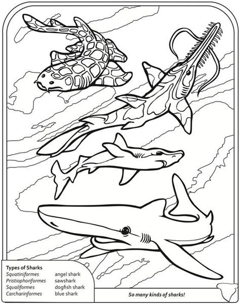 pin    coloring dolphin whale shark shark coloring pages