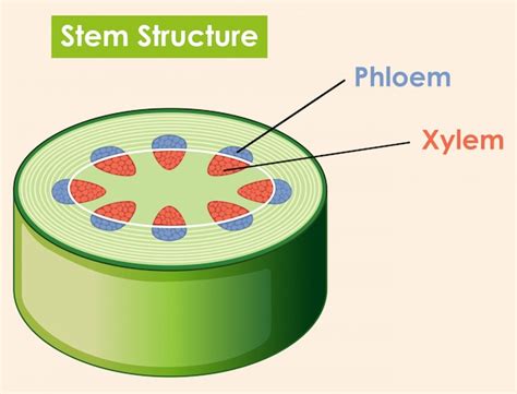 premium vector diagram showing stem structure