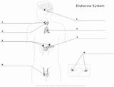 Endocrine System Diagram Blank Unlabeled Worksheet Human Glands Body Gland Anatomy Pituitary Thyroid Parathyroid Hypothalamus Thymus Fill Physiology Worksheets School sketch template