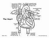 Coloring Heart Anatomy Pages Human Printable Blood Flow Diagram Body Through Lungs Organs Key Kids System Book Labeled Endocrine Advanced sketch template