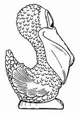 Pelican Side Coloring Edupics sketch template