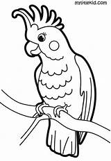 Parrot Cockatoo Coloring sketch template