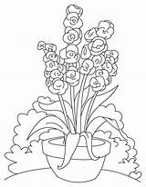 Gladiolus Flower Coloring Long Pages sketch template