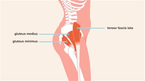 Hip Abduction Exercises Anatomy Benefits Effectiveness