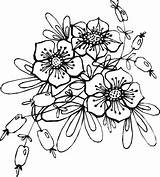 Blumenranken Blumen Malvorlagen Ranken Diverse Schone sketch template