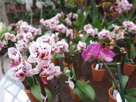 visiting r f orchids in homestead florida brooklyn orchids