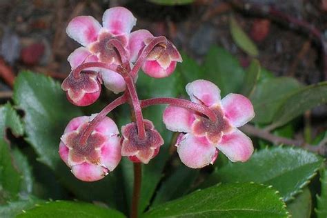 examples  monocot flowers