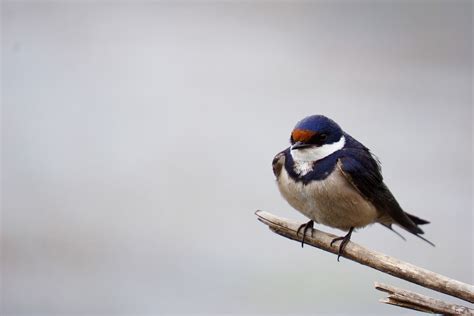 mitos arti tanda burung masuk rumah menurut budaya jawa hewanpedia