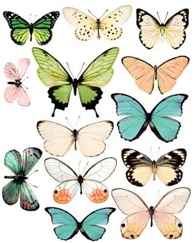 pin  jenci smith  beautiful butterflies beautiful butterflies