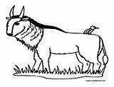 Wildebeest Coloring Pages Colormegood Animals sketch template