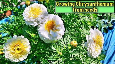grow chrysanthemum  seeds step  step easy