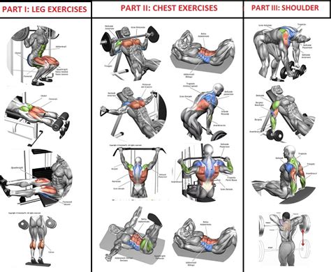 sets   reps workout program  quick muscle building bodydulding