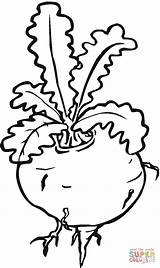 Nabo Colorare Colorear Disegni Gambar Dibujos Mewarnai Rapa Rzepa Kohlrabi Warzywa Lobak Turnip Sayur Kolorowanki Vegetables Druku Kasih Bagi Semoga sketch template