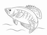 Coloring Crappie Pages Printable Fish Colouring Grouper Perch Online Drawing Drawings Color Supercoloring Fishing Sketch Adult Templates sketch template