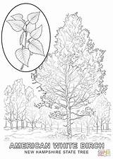 Coloring Tree Hampshire State Birch Pages Jersey Drawing Printable Getcolorings Maine Paper Color Template sketch template