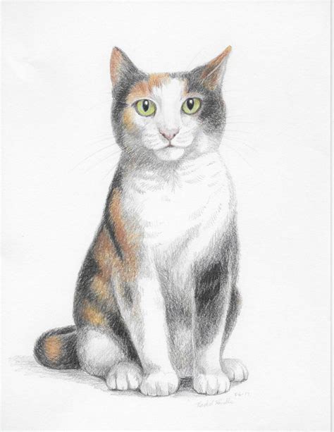 coloring pages calico cat   price