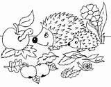 Egel Herfst Dieren Egels Eekhoorn Egeltjes Kleuren Eenvoudige Volwassenen Pinerly Hedgehogs sketch template