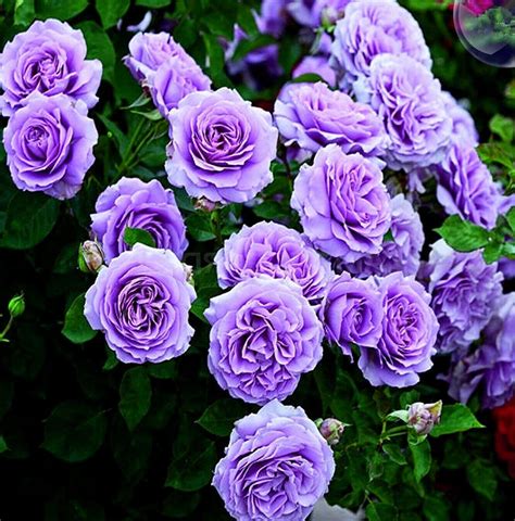 purple climbing rose hardy zones   violet double flowers etsy canada