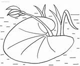 Pad Lily Coloring Pages Printable sketch template