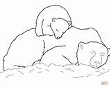 Polar Bear Sleeping Cub Coloring Bears Pages Drawing Baby Colouring Outline Back Mother Color Printable Animals Para Colorear Cola Coca sketch template