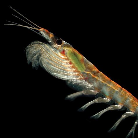 krill   deep   southern ocean australian antarctic program