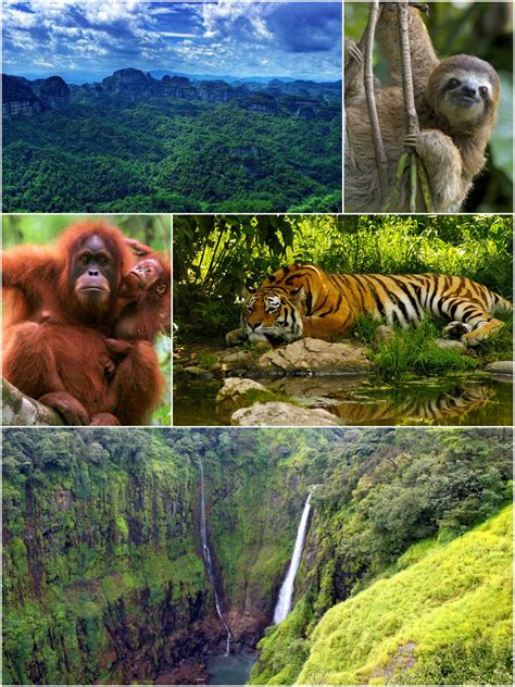 top  tropical evergreen forest animals   names