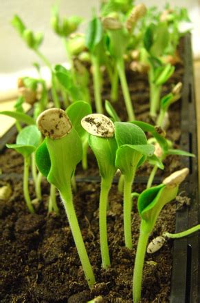 zucchini seedlings stock photo freeimagescom