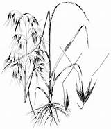 Oats Avena Sativa Drawing Rice Plant Wild Coloring Getdrawings Grass Template sketch template