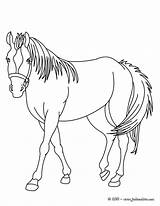 Cheval Caballos Caballo Indien Cavalo Coloriages Ingles Sangre Pura Hellokids Colorier Pferd Harmoni Numero Entspannendes sketch template