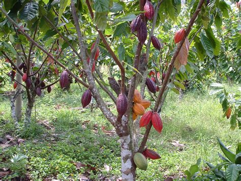 panduan lengkap  budidaya tanaman kakao agrozine