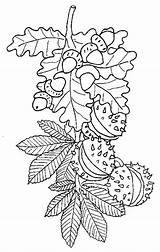 Automne Chataignes Glands Outono Kostenlose Feuilles Kastanien Mortes Waldspaziergang Bonjourlesenfants Chegou Cestquoicebruit Malbuch Coloriages Ausmalen Malvorlage Erwachsene Ausmalvorlagen sketch template