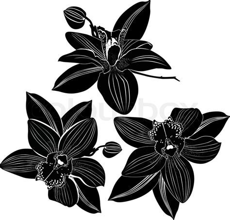 Orchids flowers it is isolated   Vector   Colourbox