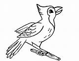 Uccelli Colorare Ptice Oiseaux Coloriage Ptica Disegno Bojanke Crtež Animaux Crtezi Deset Printanje Bojanje Djecu Cartoni Cartonidacolorare Stampa sketch template