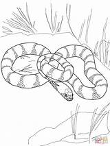 Snake Coloring Pages King Garter California Snakes Mamba Drawing Printable Tiger Color Cool Flower Mouth Supercoloring Cobra Getdrawings Racer Designlooter sketch template