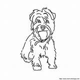Chien Terrier Colorear Yorkie Poo 2972 Chiens Cane Disegno Ausmalbild Hund Imprimé sketch template