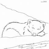 Bear Coloring Cub Polar Printable Color Arctic Pages Designlooter 2400 33kb 2400px Drawings sketch template