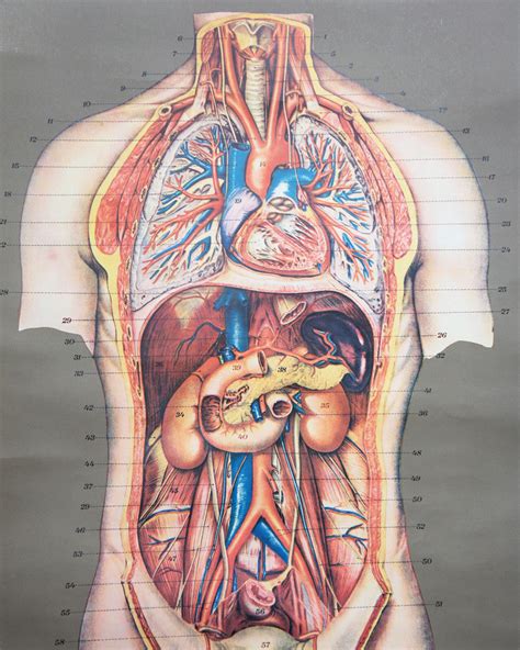 vintage  frohse chest abdomen viscera human anatomy wall chart hoof antler