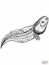 Tadpole Coloring Pages Drawing Realistic Printable Kids Frogs Greenfrog Getdrawings sketch template