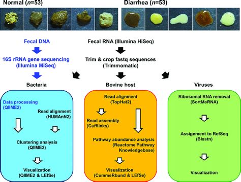 experimental design for analyzing the calf rectal microbiota and