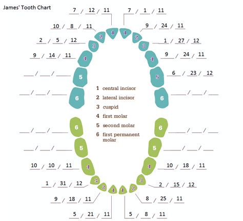 baby bednarczyk  tooth chart