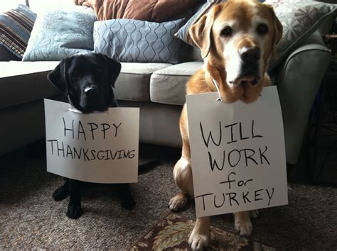 happy thanksgiving dog thanksgiving funny thanksgiving memes