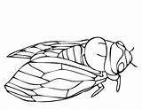 Cicada Drawing Line Coloring Animals Getdrawings sketch template