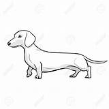 Dachshund Dog Clipart Sausage Drawing Illustration Vector Getdrawings Clipground sketch template