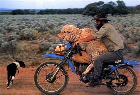 a man and a sheep on a motorcycle weird picture archive