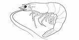 Shrimp Coloring Pages Sand Getcolorings Printable Color Print sketch template