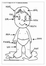 Coloring Body Human Pages Preschoolers Clipart Parts Printable Library sketch template